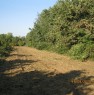 foto 4 - Carr appezzamento di terreno agricolo irriguo a Cuneo in Vendita