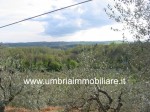 Annuncio vendita Massa Martana terreno edificabile ad oliveto