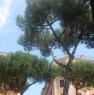foto 6 - Roma bilocale in palazzina d'epoca a Roma in Affitto