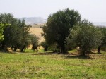 Annuncio vendita Montecilfone terreno con piante di olive secolari
