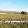 foto 4 - Todi terreno collinare ad uliveto a Perugia in Vendita