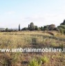 foto 2 - Todi terreno collinare ad uliveto a Perugia in Vendita