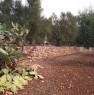 foto 8 - terreno piantumato edificabile in agro di Ostuni a Brindisi in Vendita