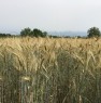 foto 6 - Valmontone terreni agricoli a Roma in Vendita