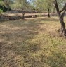 foto 3 - Gravina in Puglia terreni a Bari in Vendita