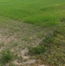 foto 0 - terreno agricolo in agro di Manfredonia a Foggia in Affitto