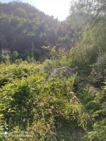 Annuncio vendita Carrara localit Linara terreni ad uso agricolo
