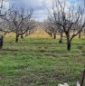 foto 3 - Ruvo di Puglia terreno agricolo a Bari in Vendita