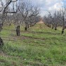 foto 2 - Ruvo di Puglia terreno agricolo a Bari in Vendita
