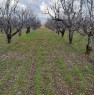 foto 0 - Ruvo di Puglia terreno agricolo a Bari in Vendita