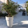 foto 12 - Termoli casa vacanza con patio fronte mare a Campobasso in Vendita