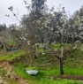 foto 6 - Ascea terreno agricolo a Salerno in Vendita