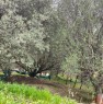 foto 4 - Ascea terreno agricolo a Salerno in Vendita