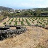 foto 3 - Pantelleria cedesi terreno a vigneto a Trapani in Vendita