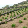 foto 2 - Pantelleria cedesi terreno a vigneto a Trapani in Vendita