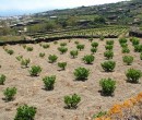 Annuncio vendita Pantelleria cedesi terreno a vigneto