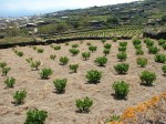 Annuncio vendita Pantelleria cedesi terreno a vigneto