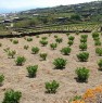 foto 0 - Pantelleria cedesi terreno a vigneto a Trapani in Vendita