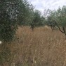 foto 1 - Roma terreno seminativo con ulivi da frutto a Roma in Vendita