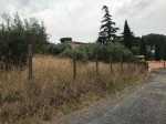 Annuncio vendita Roma terreno seminativo con ulivi da frutto