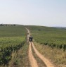 foto 6 - zona di Vest di Romania terreni agricoli a Romania in Vendita