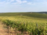Annuncio vendita zona di Vest di Romania terreni agricoli