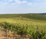 Annuncio vendita zona di Vest di Romania terreni agricoli