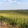 foto 0 - zona di Vest di Romania terreni agricoli a Romania in Vendita