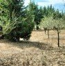 foto 2 - Ortelle terreno agricolo impiantato a mandorleto a Lecce in Vendita