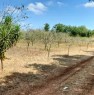 foto 0 - Ortelle terreno agricolo impiantato a mandorleto a Lecce in Vendita