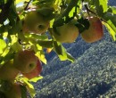 Annuncio vendita terreno agricolo frutteto in località Tuenno