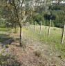 foto 11 - Rosignano Marittimo terreno agricolo a Livorno in Vendita