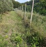 foto 2 - Rosignano Marittimo terreno agricolo a Livorno in Vendita