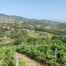 foto 3 - terreno agricolo in Serramenzano a Torano Castello a Cosenza in Vendita