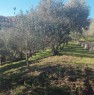 foto 4 - Fontechiari terreno uliveto a Frosinone in Vendita