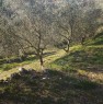 foto 3 - Fontechiari terreno uliveto a Frosinone in Vendita