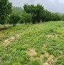 foto 13 - La Morra terreno agricolo coltivato a nocciole a Cuneo in Vendita