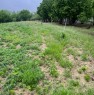 foto 11 - La Morra terreno agricolo coltivato a nocciole a Cuneo in Vendita