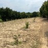foto 10 - La Morra terreno agricolo coltivato a nocciole a Cuneo in Vendita