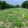 foto 9 - La Morra terreno agricolo coltivato a nocciole a Cuneo in Vendita
