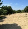 foto 8 - La Morra terreno agricolo coltivato a nocciole a Cuneo in Vendita