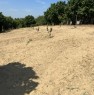 foto 5 - La Morra terreno agricolo coltivato a nocciole a Cuneo in Vendita