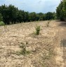 foto 2 - La Morra terreno agricolo coltivato a nocciole a Cuneo in Vendita
